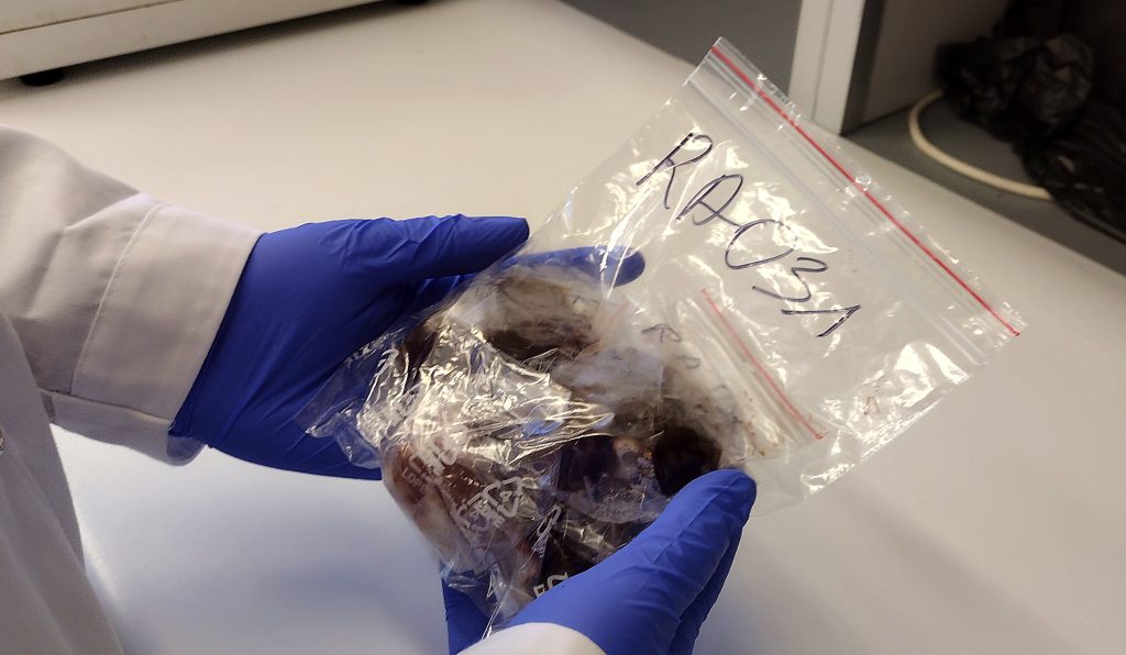 materiał post mortem